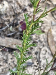 Brachyscome ciliaris ciliaris