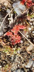 Crassula alata