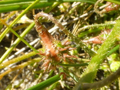 Trachyandra scabra