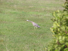 Egretta novaehollandiae novaehollandiae