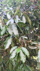 Lithocarpus hancei