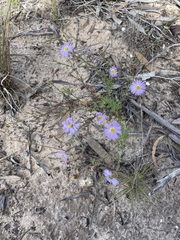 Brachyscome ciliaris ciliaris
