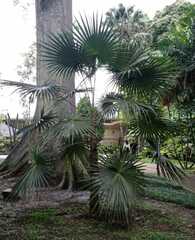 Coryphoideae