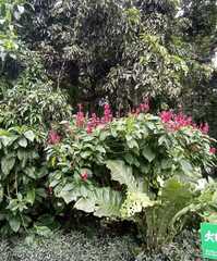 Megaskepasma