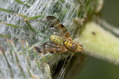 Terellia tussilaginis