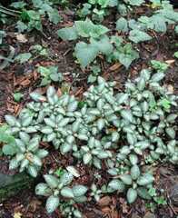 Episcia