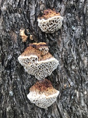 Hexagonia vesparia