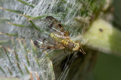 Terellia tussilaginis