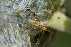Terellia tussilaginis