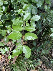 Euonymus latifolius