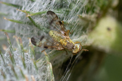 Terellia tussilaginis
