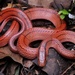 Red Mountain Ratsnake - Photo (c) Spark, some rights reserved (CC BY-NC), uploaded by Spark