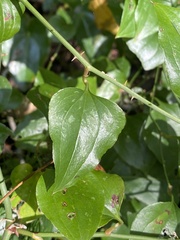 Smilax excelsa