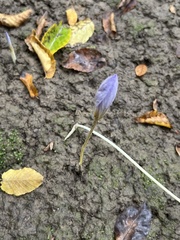 Crocus speciosus
