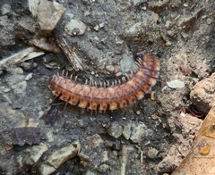 Polydesmus complanatus