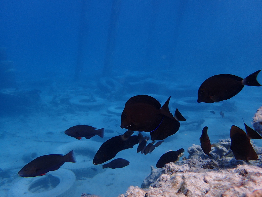 Bluelined surgeonfish
