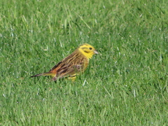 Emberiza citrinella caliginosa