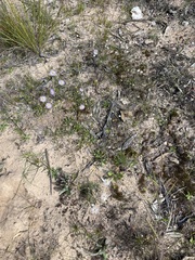 Brachyscome ciliaris ciliaris