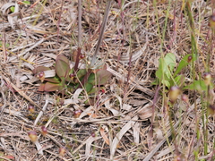 Stylidium diversifolium