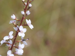 Stylidium diversifolium