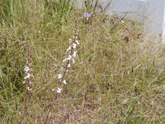 Stylidium diversifolium