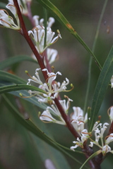 Hakea salicifolia