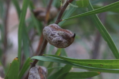 Hakea salicifolia