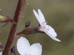 Stylidium diversifolium