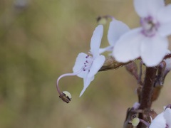 Stylidium diversifolium
