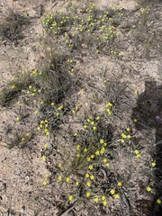 Goodenia willisiana
