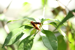 Polistes mexicanus