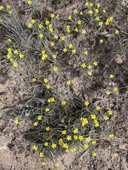Goodenia willisiana