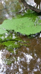 Callitriche stagnalis