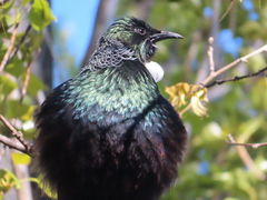 Prosthemadera novaeseelandiae
