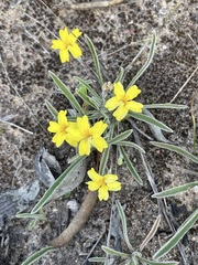 Goodenia willisiana