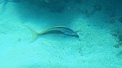 Scolopsis monogramma