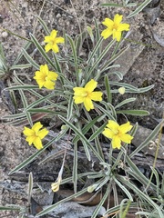 Goodenia willisiana