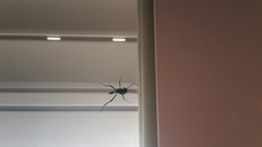 Evania appendigaster