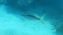 Scolopsis monogramma