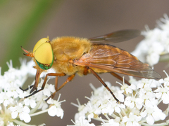 Silvius alpinus