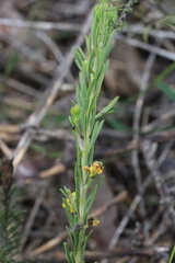 Acacia torringtonensis