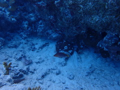 Pseudocheilinus octotaenia