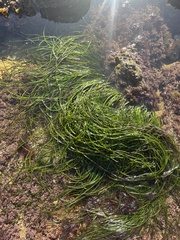 Phyllospadix torreyi