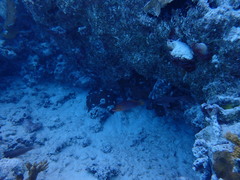 Pseudocheilinus octotaenia