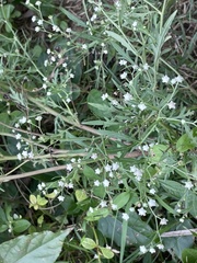 Parthenium hysterophorus