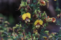 Bossiaea obcordata