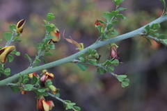 Bossiaea obcordata