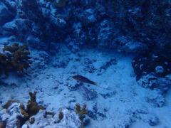 Pseudocheilinus octotaenia