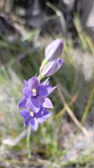 Thelymitra