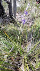 Thelymitra